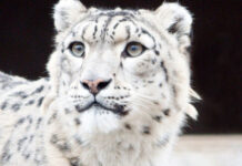 День национального символа Казахстана отмечают во всем мире Снежный барс