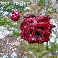 Прогноз на 17-19 октября: В северных областях уже возможны метели