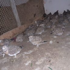 42 рябчиков поймал на продажу браконьер из Созакского района