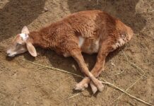 В Отырарском районе скотокрад связал овец по ногам