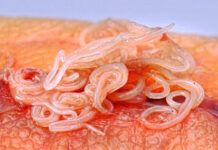 В рыбной продукции в магазине Нур-Султана обнаружили глистов