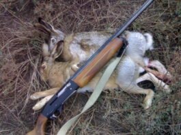 браконьеры, зайцы
