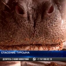 В зоопарке Шымкента бегемот перенес операцию по удалению неправильно развитых клыков