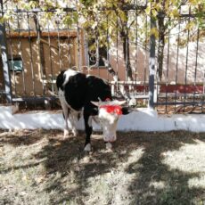 photo5283021185711451057