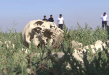 Древнее захоронение тюркских воинов обнаружили в Туркестанской области