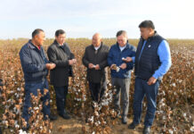 Цены на хлопок-сырец в ближайшие дни будут стабилизированы