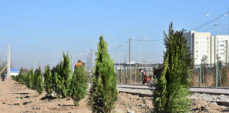 Туркестан масштабно озеленяется