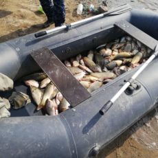 Житель Шардары незаконно поймал 100 кг рыбы в Коксарае