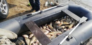 Житель Шардары незаконно поймал 100 кг рыбы в Коксарае