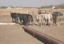 В Туркестанской области сельчанину вернули 7 пропавших лошадей