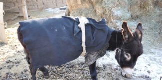 Снег пошел: Шымкент утепляется