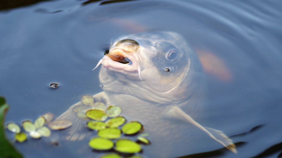 Рыба С Человеческим Лицом Фото