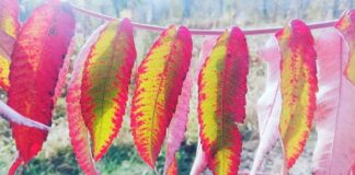 Прогноз погоды в Казахстане на 1 ноября