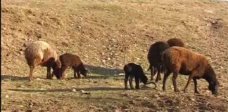 Семейный подряд: братья из Казыгурта крали скот у сельчан