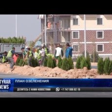 Депутаты маслихата обеспокоены: нужны ли Туркестану хвойные деревья?