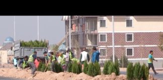 Депутаты маслихата обеспокоены: нужны ли Туркестану хвойные деревья?