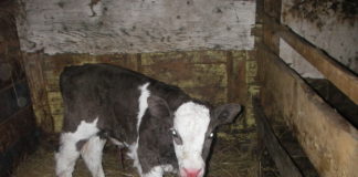 В Туркестанской области полицейские задержали подозреваемого в краже теленка с хозподворья теленок