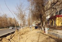 На улице Байтурсынова в Шымкенте посадили чинары