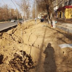 На улице Байтурсынова в Шымкенте посадили чинары