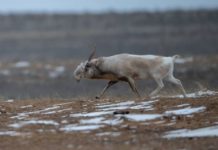 В Казахстане начался гон сайгаков сайгаки