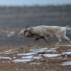 В Казахстане начался гон сайгаков сайгаки