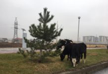 Культур-мультур по-шымкентски