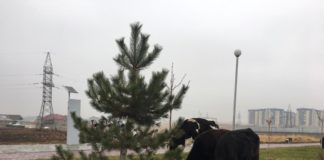 Культур-мультур по-шымкентски