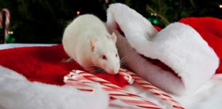 В чем встречать Новый 2020 год год Мыши