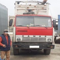 Саксаул незаконно вырубали в Туркестанской области саксаул