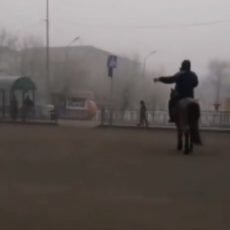 Соблюдающая ПДД лошадь удивила Казнет Соблюдающая ПДД лошадь