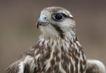 КНБ пресечен канал незаконного вывоза соколов-балобанов сокол-балобан