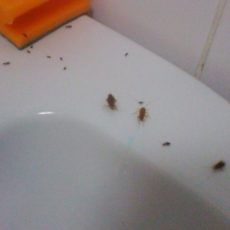 В перинатальном центре Туркестана размножаются даже тараканы тараканы