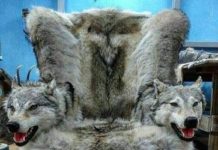 «Волчья» мебель из Дагестана шокировала жителей соцсетей