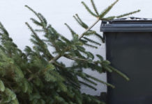 Алматинский зоопарк просит подарить елки животным