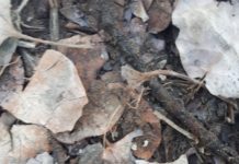 Первый подснежник расцвел в Отырарском районе Туркестанской области подснежник