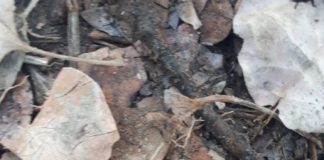 Первый подснежник расцвел в Отырарском районе Туркестанской области подснежник