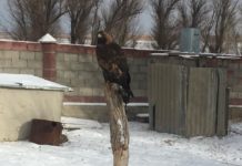 В Туркестанской области полицейские у сельчанина обнаружили краснокнижного беркута