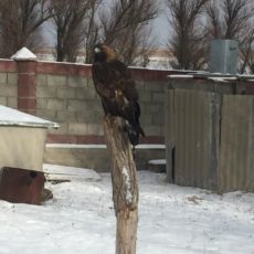 В Туркестанской области полицейские у сельчанина обнаружили краснокнижного беркута