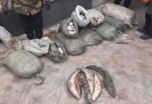 Полицейские Туркестанской области задержали браконьера с 400 кг рыбы браконьеры, рыба