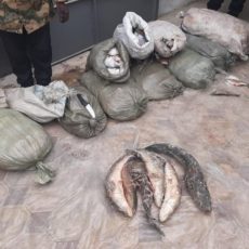 Полицейские Туркестанской области задержали браконьера с 400 кг рыбы браконьеры, рыба