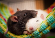 Подарили крысу: как ухаживать за питомцем — милое видео о талисмане 2020 года крысы