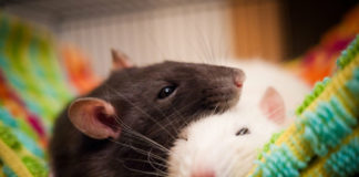 Подарили крысу: как ухаживать за питомцем — милое видео о талисмане 2020 года крысы