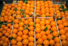 В Челябинскую область не пустили 300 тонн мандаринов из Шымкента мандарины