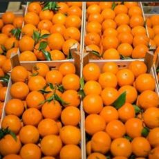 В Челябинскую область не пустили 300 тонн мандаринов из Шымкента мандарины