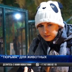 Спасти животных из контактной «тюрьмы» требуют зоозащитники Шымкента