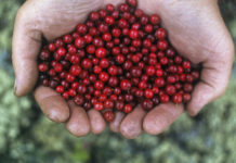 Определен лучший сок для снижения повышенного давления брусника