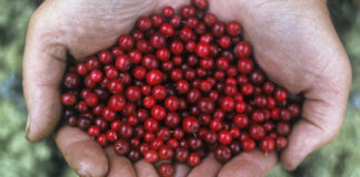 Определен лучший сок для снижения повышенного давления брусника