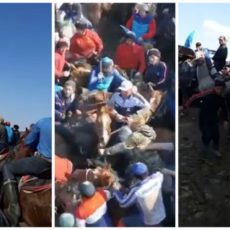 Били камчой и кулаками: видео массовой драки на кокпаре распространяют в Казнете