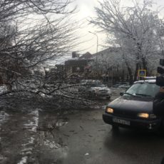 В Шымкенте упавшее дерево парализовало движение