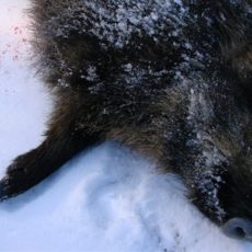 Задержан браконьер, подстреливший дикого кабана в Туркестанской области дикий кабан